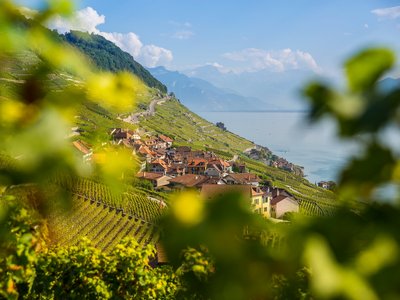 Lavaux