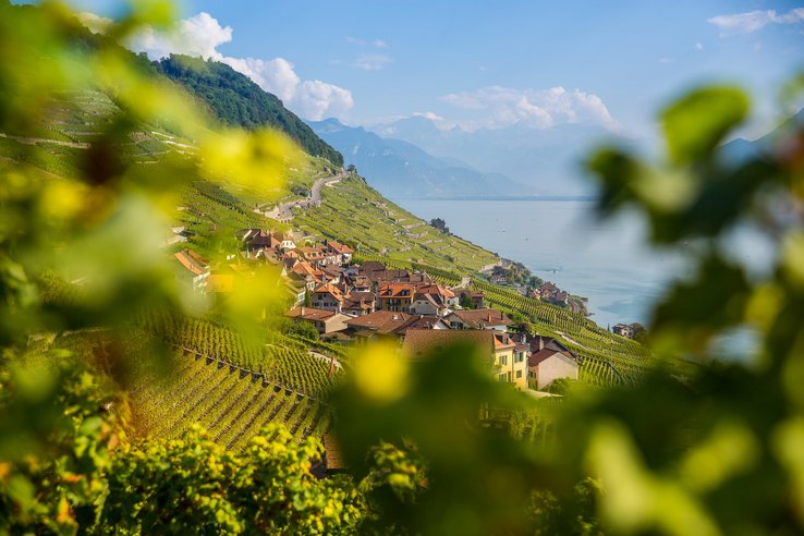 Lavaux