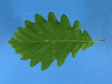 Feuille vert foncé dessus Feuille vert foncé dessus