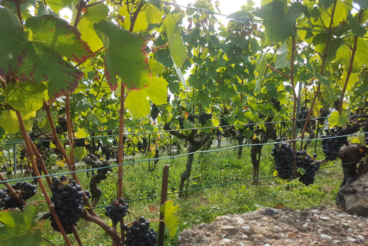 La politique d’adaptation de la production à la situation du marché et d’encouragement à la qualité des vins vaudois se poursuit en 2023. 