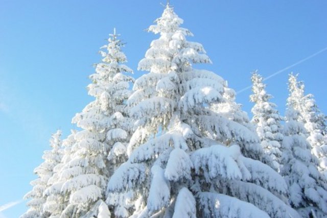 photo de sapins enneigés