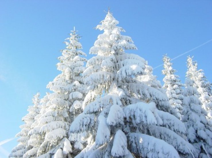 photo de sapins enneigés