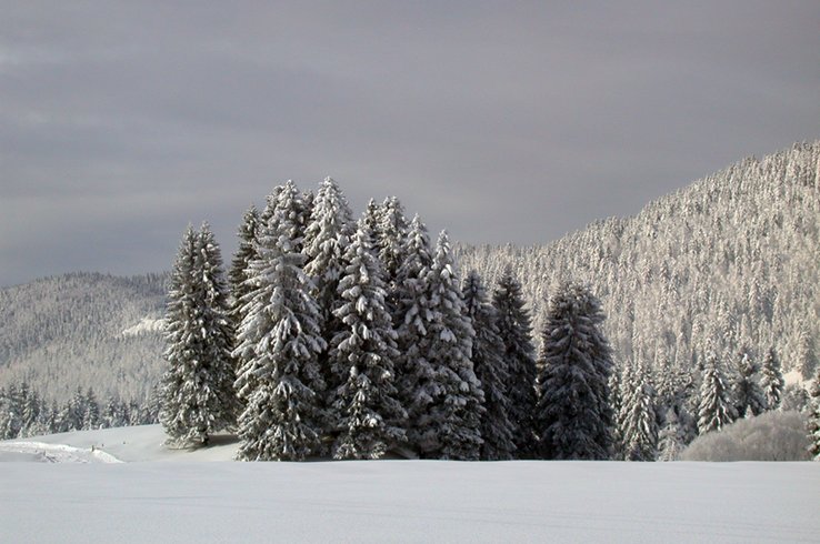 sapins de forêt sous la neige