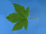 Feuilles vert sombre dessus Feuilles vert sombre dessus