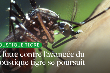 Moustique tigre : la lutte se poursuit