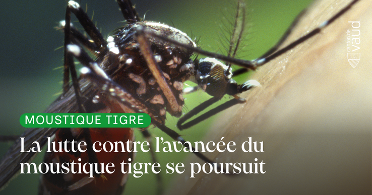 Moustique tigre : la lutte se poursuit