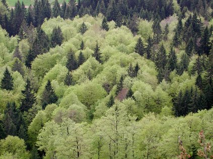 Forêt mixte
