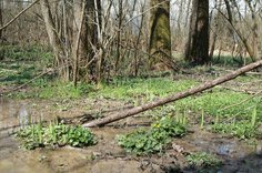 Forêt humide Forêt humide