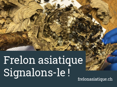 Gros plan sur un frelon asiatique posé sur un nid.
