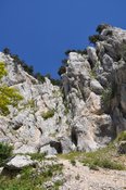 Paroi rocheuse calcaire avec pineraie au sommet (©Raymond Delarze)