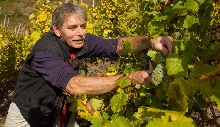 Un vendangeur coupe une grappe de raisin blanc avec une cisaille.