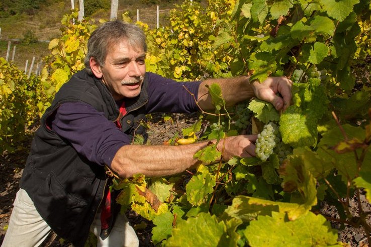 Un vendangeur coupe une grappe de raisin blanc avec une cisaille.