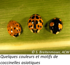 La coccinelle asiatique, cette envahisseuse