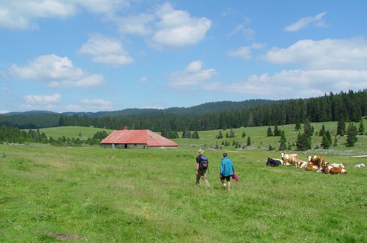 Photo représentant deux promeneur, un étable et des pâturages boisés avec des vaches