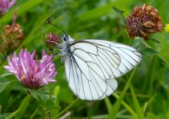 Gazé (©gailhampshire from Cadley, Malvern, UK)