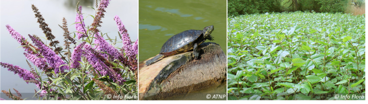 Bandeau du sommaire 2 images de plantes et 1 tortue