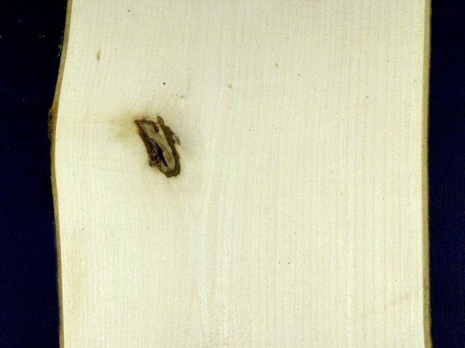 Bois blanc et de bonne qualité Bois blanc et de bonne qualité