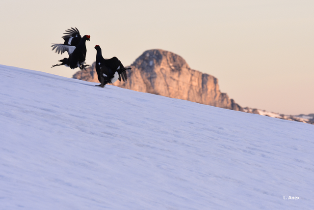 L'un des animaux est en train de se poser près d'un autre, qui lui fait face, dans la neige. Au fond, le sommet de la Tour de Famelon.