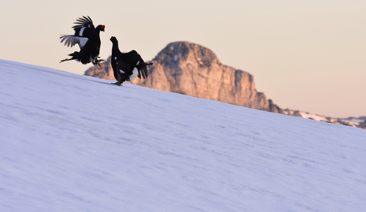 L'un des animaux est en train de se poser près d'un autre, qui lui fait face, dans la neige. Au fond, le sommet de la Tour de Famelon.
