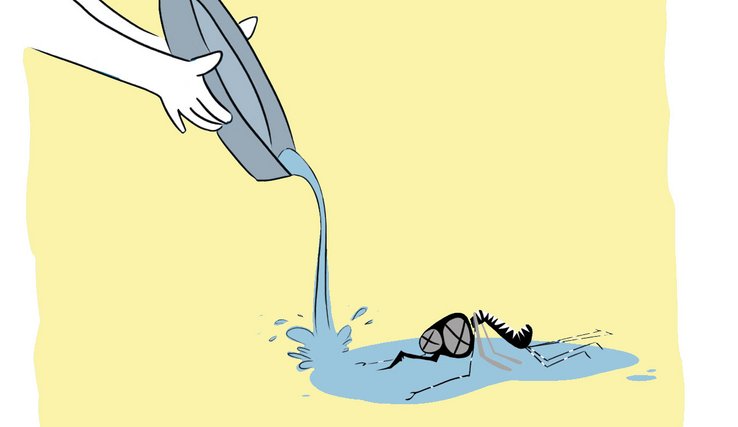 Image : vider l'eau des coupelles pour empêcher le moustique tigre de nidifier 
