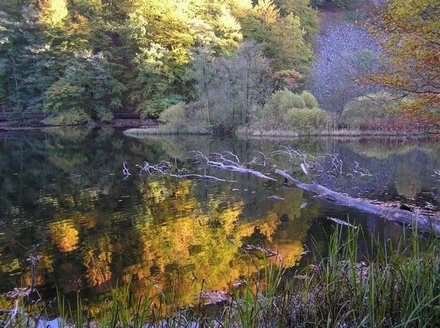 Des arbres morts couchés dans l'eau favorisent l'écomorphologie, les poissons n'étant pas les seuls à en profiter Des arbres morts couchés dans l'eau favorisent l'écomorphologie, les poissons n'étant pas les seuls à en profiter