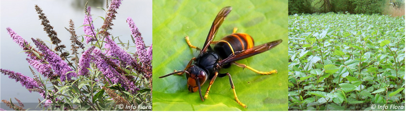 Bandeau du sommaire 2 images de plantes et 1 frelon