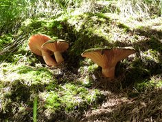 Champignons Champignons