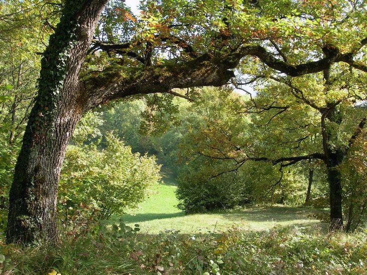 châtaigniers à Antagnes - photo A.-C. Plumettaz