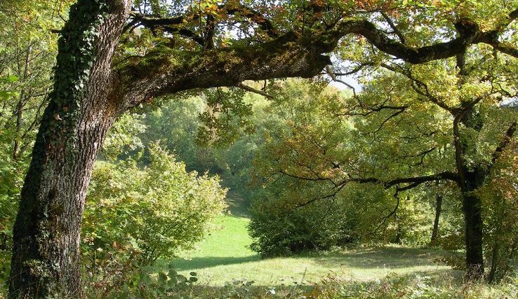châtaigniers à Antagnes - photo A.-C. Plumettaz