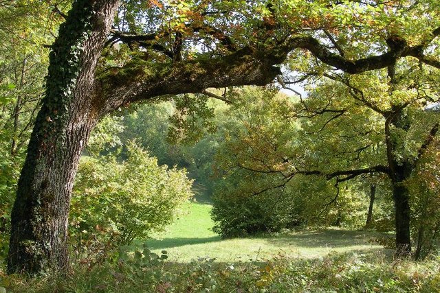 châtaigniers à Antagnes - photo A.-C. Plumettaz