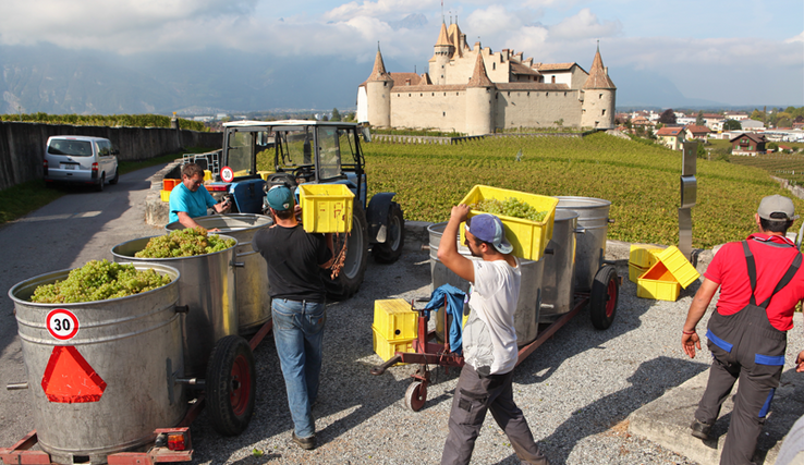 Des ouvriers viticoles chargent des caisses de raisin dans des tonneaux posés sur un véhicule. En arrière-plan, le château d'Aigle.