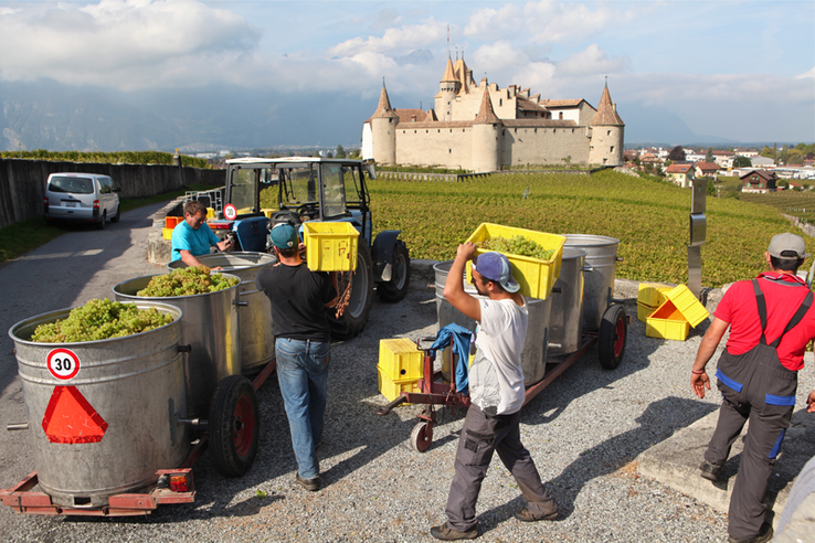 Des ouvriers viticoles chargent des caisses de raisin dans des tonneaux posés sur un véhicule. En arrière-plan, le château d'Aigle.