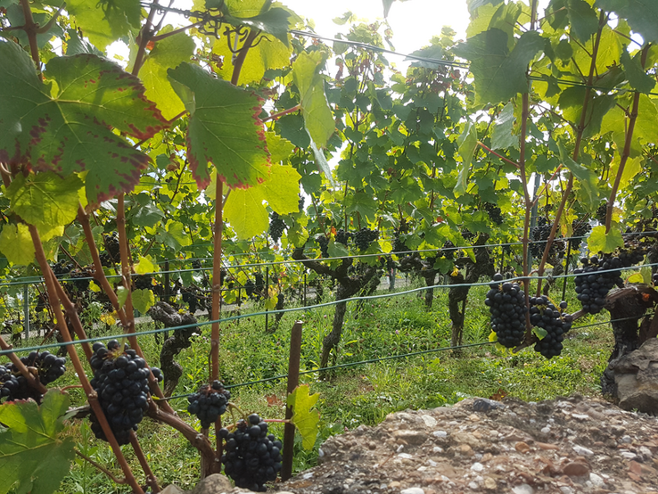 raison rouge mûrissant sur des ceps, peu avant la vendange.