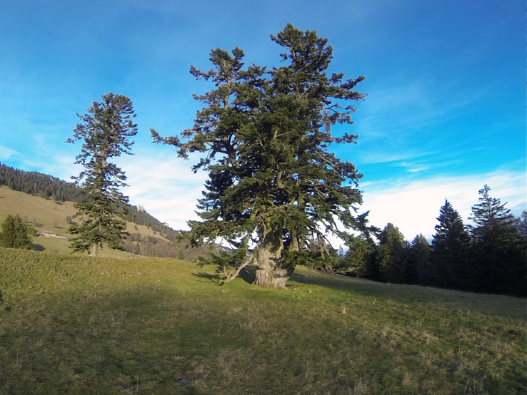 Un grand et ancien sapin isolé dans une prairie du Jura vaudois.