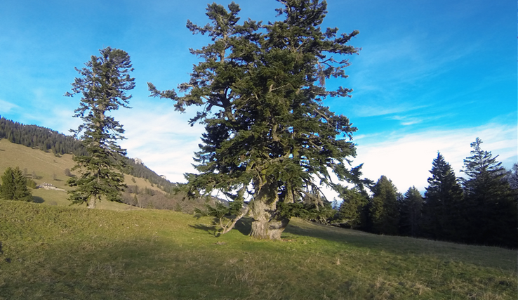 Un grand et ancien sapin isolé dans une prairie du Jura vaudois.