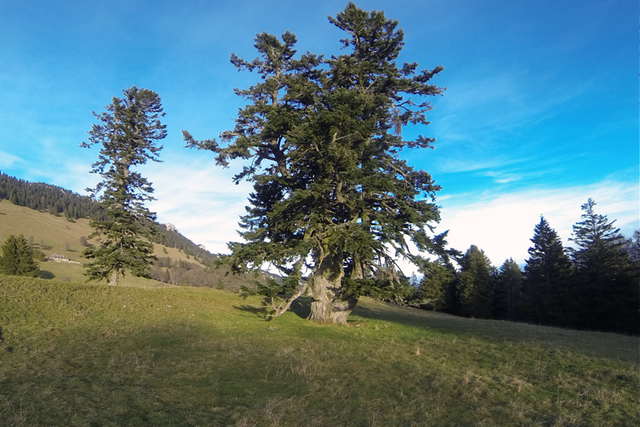 Un grand et ancien sapin isolé dans une prairie du Jura vaudois.