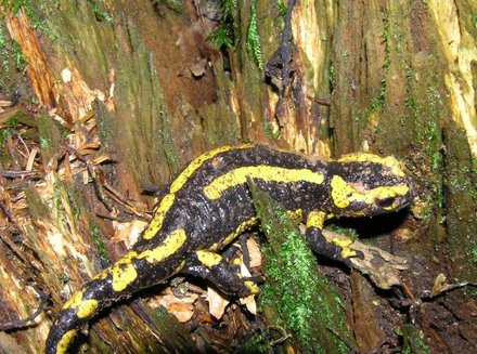 Salamandre tachetée sur une souche pourrie Salamandre tachetée sur une souche pourrie