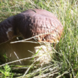 Champignon