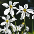 Narcisses