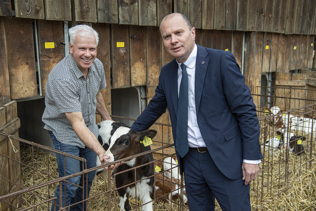 L'agriculteur est le conseiller d'Etat sont auprès d'un veau, dans un enclos.