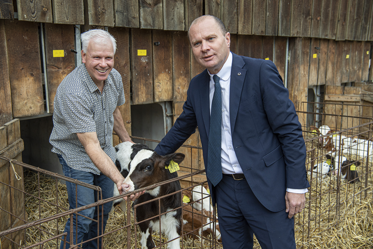 L'agriculteur est le conseiller d'Etat sont auprès d'un veau, dans un enclos.