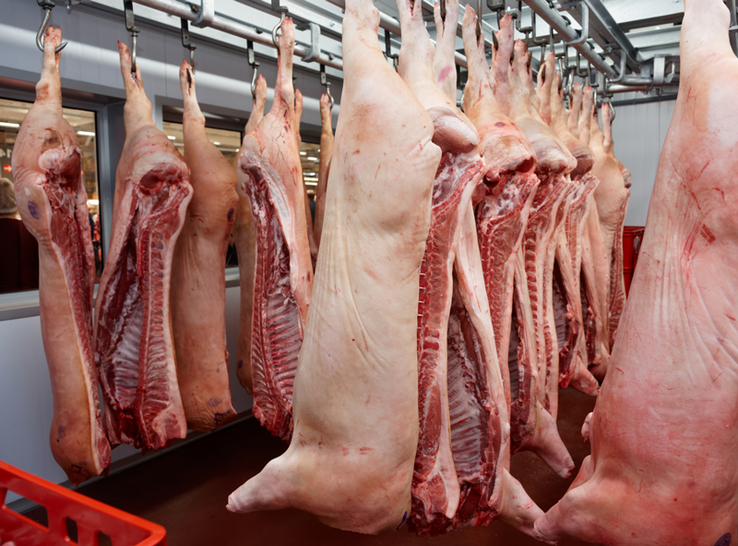 Photos d'un abattoir avec des pièces de cochons suspendues