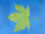 Feuilles vert glabre dessous