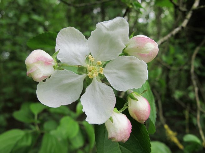 Pommier sauvage (©Hugues Tinguy, Tela Botanica) Pommier sauvage (©Hugues Tinguy, Tela Botanica)