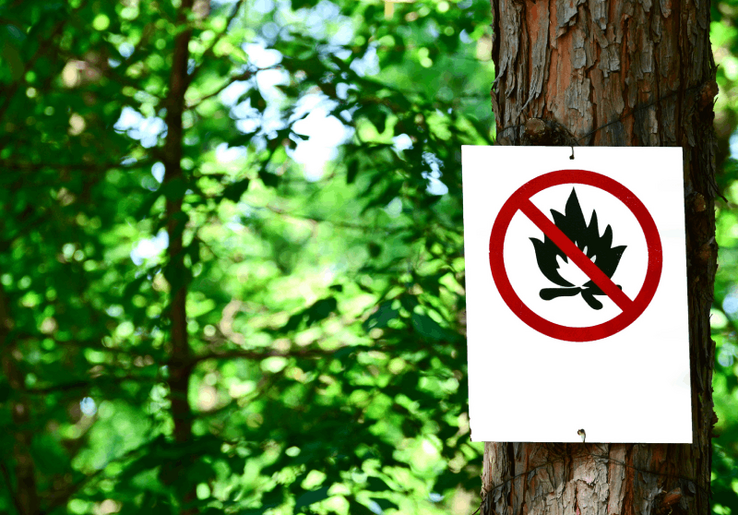 Panneau d'interdiction de feu affiché contre un arbre, en forêt