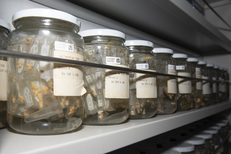 Collection organisée d’échantillons biologiques du Naturéum conservés avec leurs données. Photographie de Gabrielle Lechevalier.