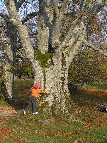 Hêtre centenaire dans un pâturage boisé Hêtre centenaire dans un pâturage boisé
