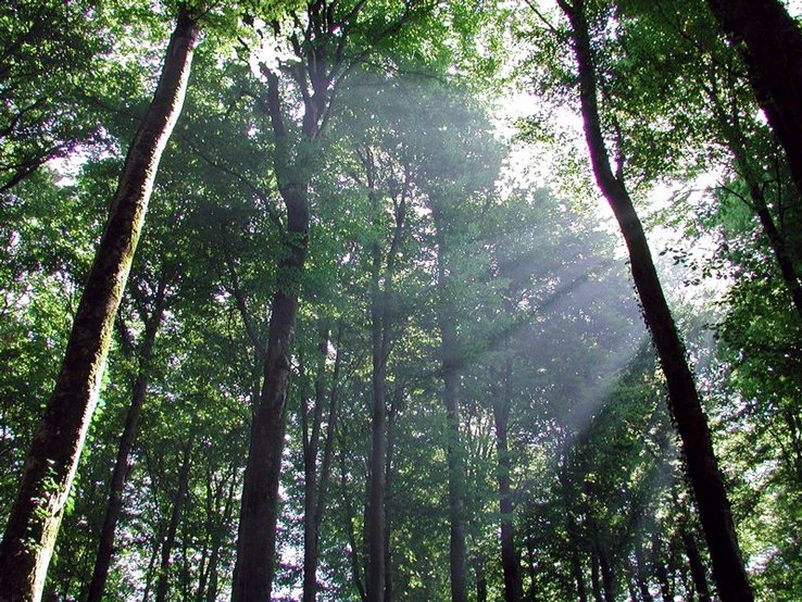 vue d'un sous bois verdoyant et rayons de lumière tombant des branches