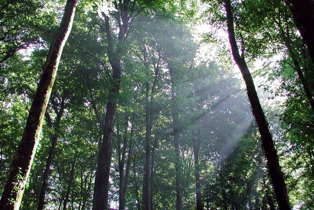 vue d'un sous bois verdoyant et rayons de lumière tombant des branches