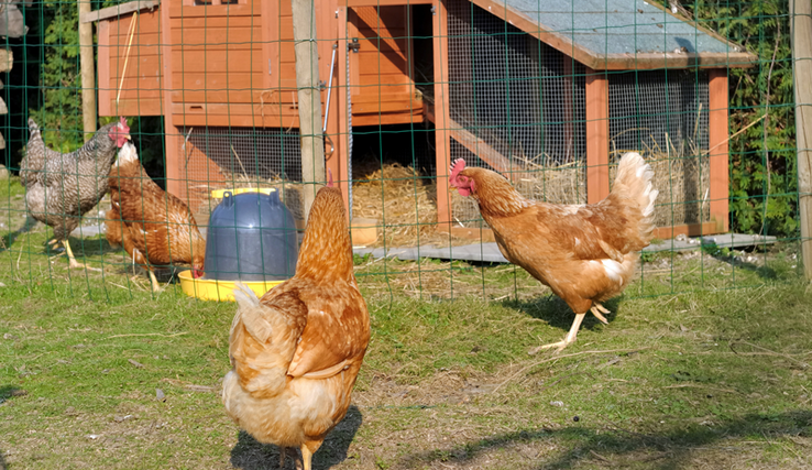 Photo d'un poulailler avec poules.